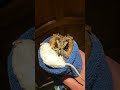 Выгнали сову на улицу #домбрестскогоаиста #животные