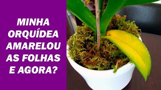 Porque as Orquídeas ficam com FOLHAS AMARELAS? Veja o que Fazer! - thptnganamst.edu.vn