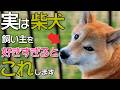実は単純。これするだけで柴犬は飼い主が好きすぎます『10選』