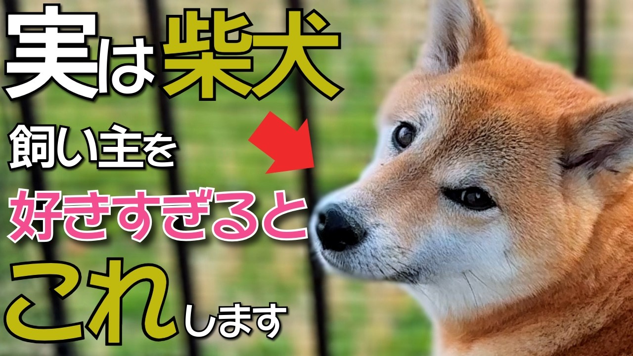 実は単純。これするだけで柴犬は飼い主が好きすぎます『10選』