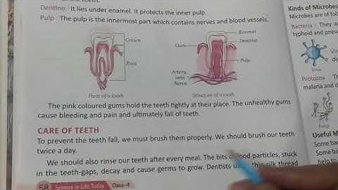Class 4 th science chapter-6 Teeth and microbes part -2