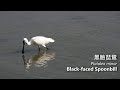 深圳灣觀鳥日記12（2020 12 05）Birding at Shenzhen Bay 12