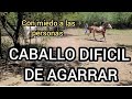 CABALLO DOMADO QUEDA MUY DESCONFIADO Y ES  PELIGROSO SI NO SOS DE A CABALLO