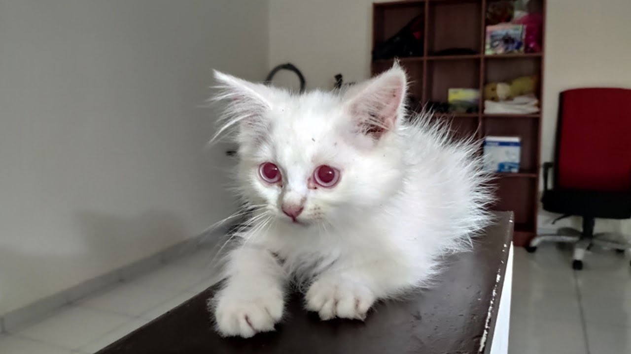 Red Eye Kitten First Day Persian Cat Rehome YouTube