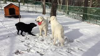 クッキーちゃんとクラウスくんと遊びました　Great Pyrenees グレートピレニーズ