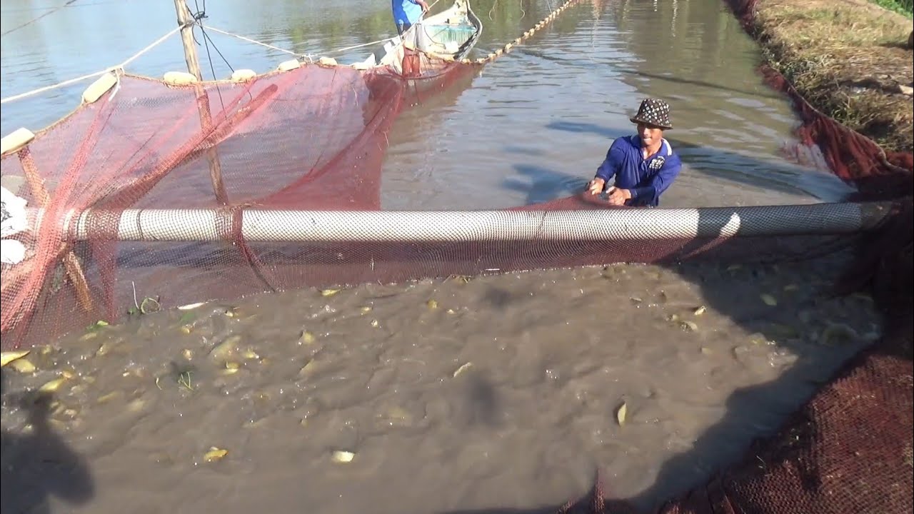 Thu hoạch cá trê vàng rặc hầm khủng sau Tết 
