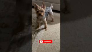 Subscribe for more dog content!! #puppy #dog #cute #funny #shorts #fyp #petlover #pets