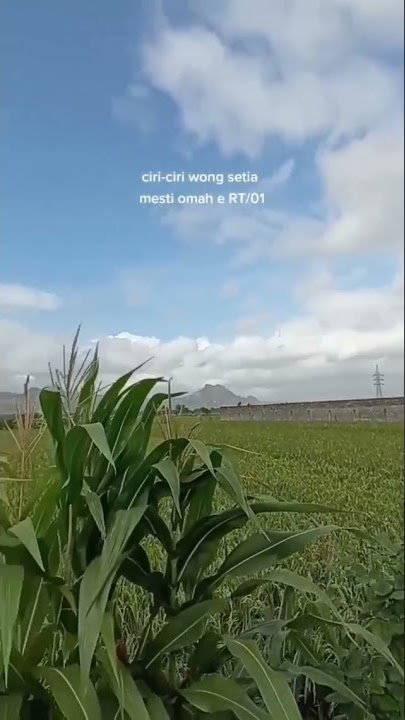 story wa 30 detik cover happy loss