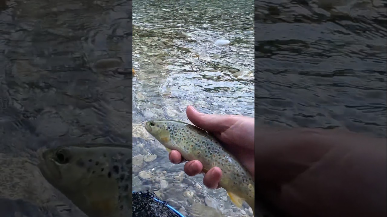 Ψάρεμα Πέστροφας με μύγα #onlytroutfishing #ψάρεμαπέστροφασ