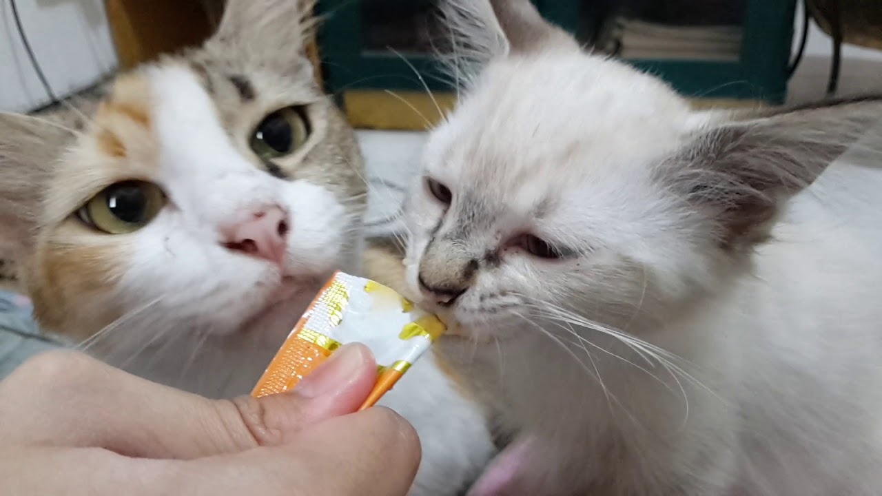  Anak Kucing Persia  Belajar Makan Cemilan YouTube