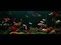 Relaxing Aquarium HD 魚你相遇 沉靜式魚缸 助眠背景音樂 004 Relaxing Aquarium HD 魚你相遇 沉靜式魚缸 助眠背景音樂 004