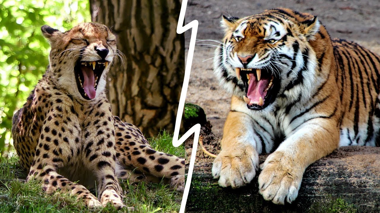 CHEETAH vs TIGER | Can Tiger Win? | By Mr JAM Speaks - YouTube
