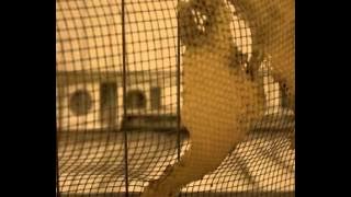 migrazioni-presentazione mudima.mp4