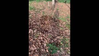 #castaños #plantaciones #rural #campo #naturaleza #galicia #finca #nature