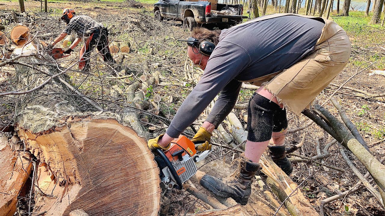 FIREWOOD | Cutting oak firewood at the honey hole - YouTube