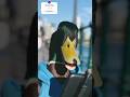 Duck's vlog make me laugh#sora #foryou #funny #soralife #duck #vlog #viral #animals #birds