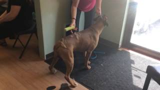 Equigroomer  Boxer Demo