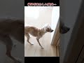 倒れそうになりながらも必死に歩く犬 #shorts #犬 #家族 #病気