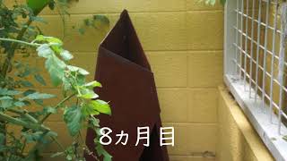 屋外薪ストーブTIPT120の設置７か月目・8か月目
