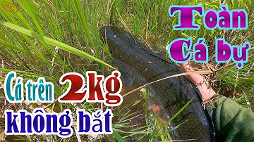 Hành trình săn cá lóc hugo tập 15