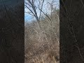 Train Stoped #short #train #trainride #forest #brokedown #delay