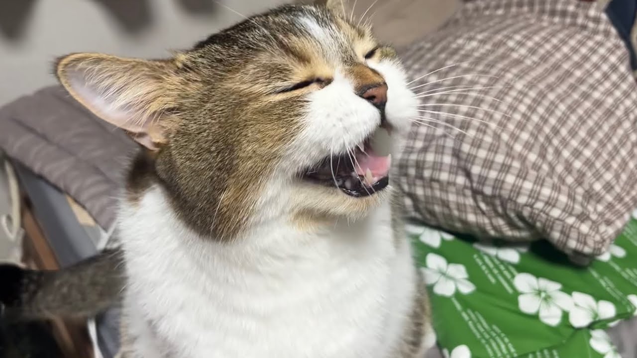 원하는거 있다고 말많음 주의