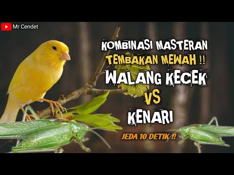 KOMBINASI MASTERAN TERLENGKAP !!TEMBAKAN TENGKEK BUTO, WALANG KECEK, GEREJA TARUNG, DAN KUNTILANAK 