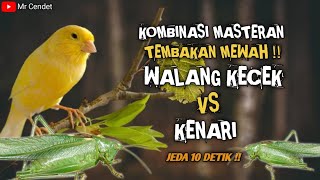KOMBINASI MASTERAN TEMBAKAN MEWAH !! WALANG KECEK SAMBUNG KENARI !!