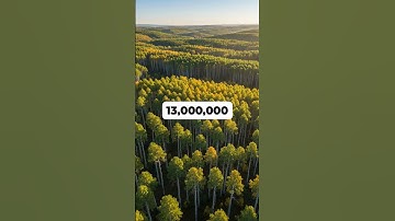 This Entire Forest Is Actually One Tree