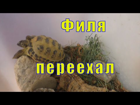 Видео: ПЛЮС СУХОПУТНОЙ ЧЕРЕПАХИ /ФИЛЯ ПЕРЕЕХАЛ