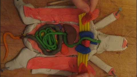 Animated Rat dissection