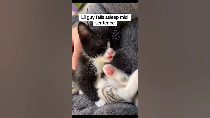 Watch the video about Let the kitten sleep.😂 #cat #matercat #funny #funnycats #mothercat #pets #cute