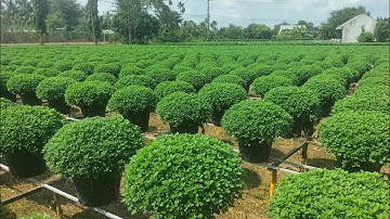 Khu vườn Cúc mâm xôi của chú, cách đi phân của chủ vườn(25/9 al) #flowers #hoatet #garden #cucmamxoi