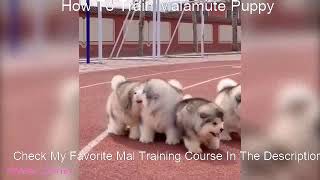 Alaskan Malamute Puppy Training