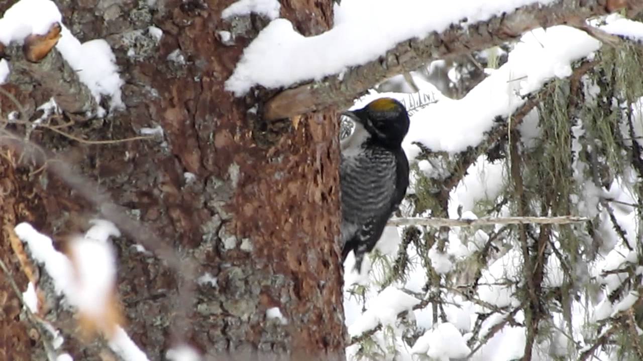 American Three-toed Woodpecker in Pukaskwa National Park 