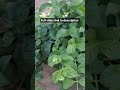 Blossom midge in jasmine #Blossommidge #midge #buddisease
