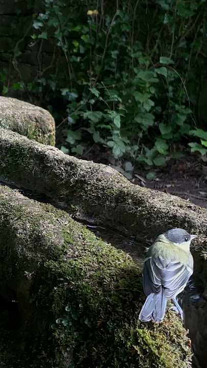 A Bird’s Pause by the Waterfall #birdsong #asmr #nature