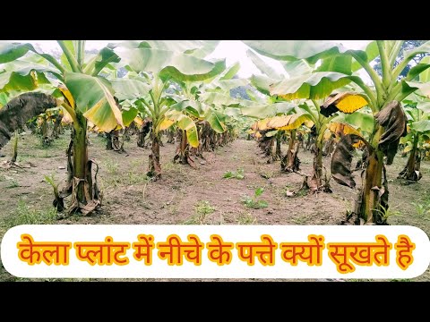 केला प्लांट में नीचे के पत्ते क्यों सूखते है #banana #kela #केला #बनाना