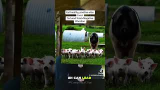 NEW!!!!BILLY CARSON [ 🧔🏾‍♂️ MIT &amp; HARVARD 🏫 🎒🎓🍂]🌎-renowed 👽🛸🗿🐫🛕 🕵🏾‍♂️_STOP 🍽️ 🩸 🪓🐣🐓🐖🐟🐄s WHY?🫵🏼🧬👂🏼💯