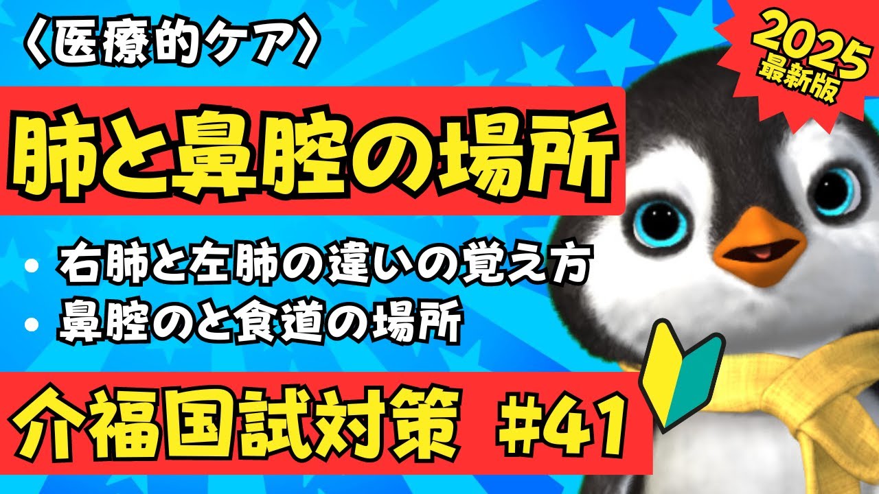 【2025介福国試対策】肺と気管支と鼻腔の場所の簡単な覚え方を紹介します【医療的ケア】