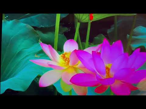 شروط السحر السبعة