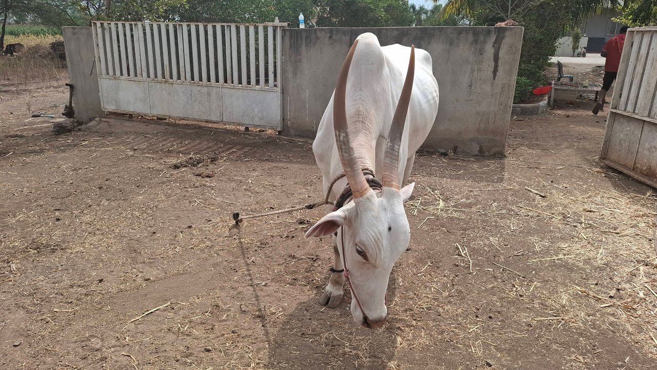 हिंदकेसरी हेलिकॉप्टर बैज्या च्या तळावरून थेट live Sanglikar Sudip is live