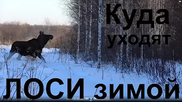 Куда уходят лоси зимой