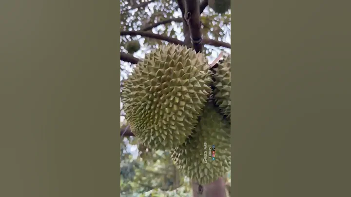 Vietnam's Musang King durian price doubles in 6 months #貓山王 - 天天要聞