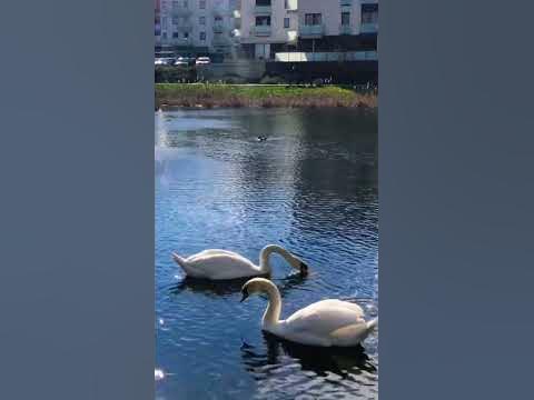 Лебіді та качки в Польші - YouTube