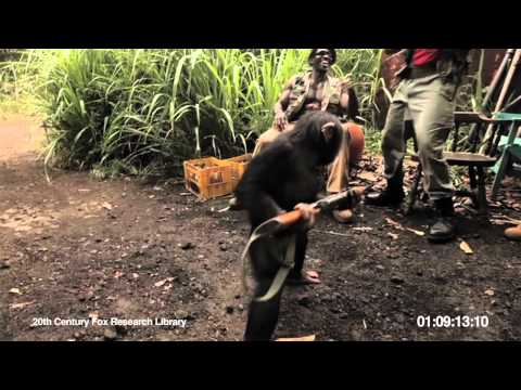 RISE OF THE PLANET OF THE APES | Viral Video: Ape With AK-47