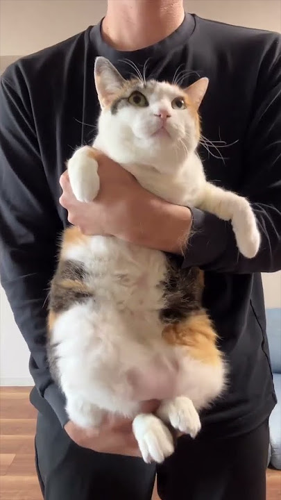 ACCORDION CAT 🪗