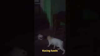 Kucing Kawin#shorts