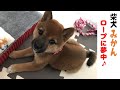 柴犬（豆柴）みかん｜子犬のかわいいロープ遊び。