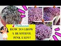 How to grow a beautiful pink lady english subtitles ll potting medium  caring tips ll